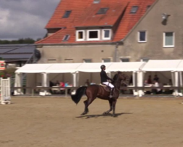 Reitturnier Buchenhof-Ibbenbüren 2016