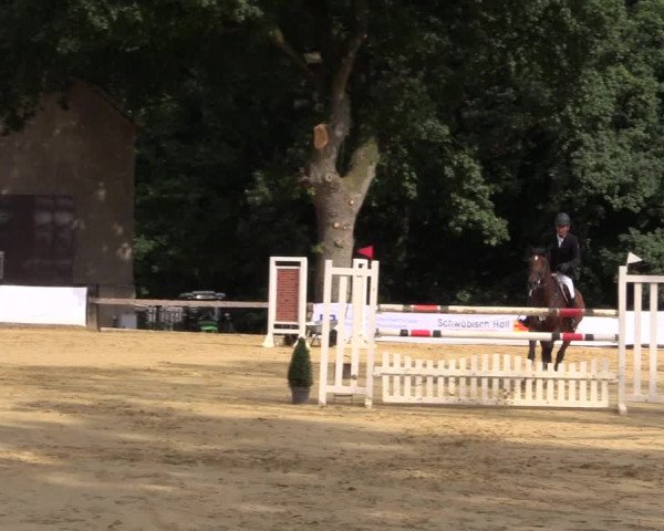 Reitturnier Buchenhof-Ibbenbüren 2016