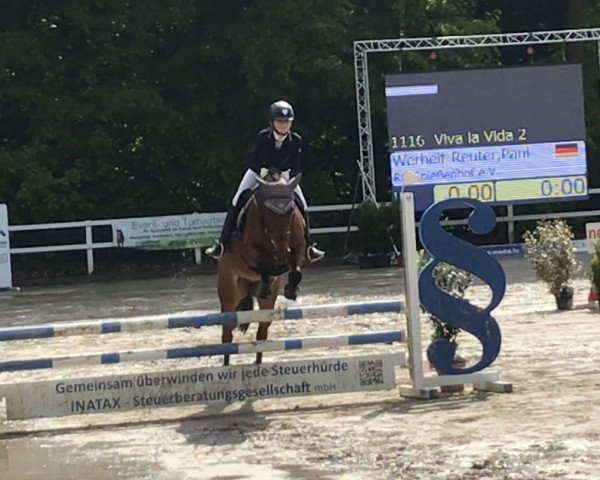 jumper Viva la Vida 2 (KWPN (Royal Dutch Sporthorse), 2005, from Ovidius)