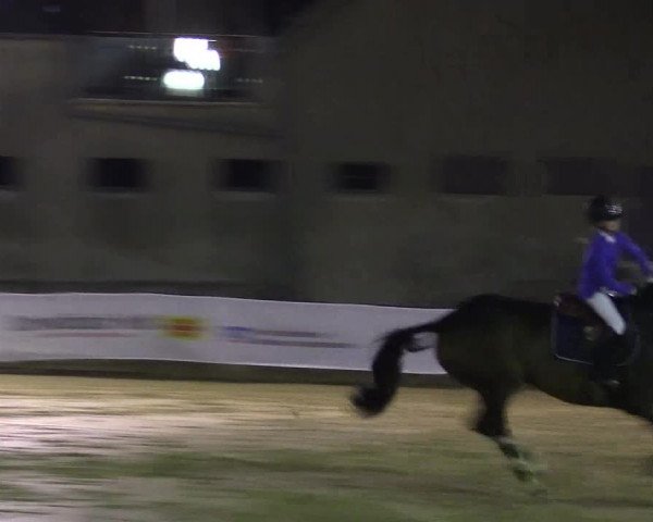 Reitturnier Buchenhof-Ibbenbüren 2016