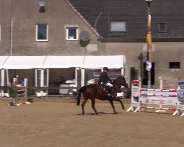 Reitturnier Buchenhof-Ibbenbüren 2016