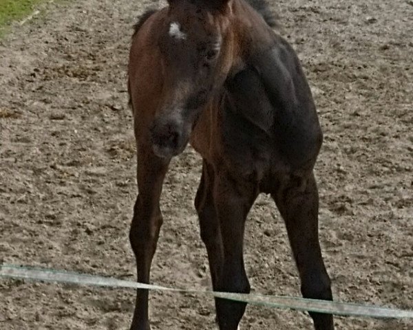 Pferd Caleyla (Hannoveraner, 2019, von Clinton's Heart)