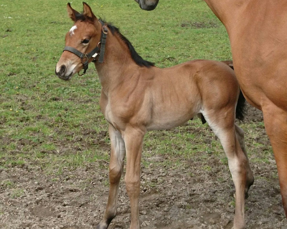 Cheval Dobby de Plaisir (Hanovrien, 2019, de Diamant de Plaisir 178 FIN)