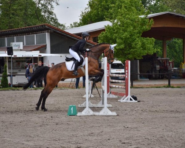 jumper Otto 181 (Westphalian, 2007, from Onassis)