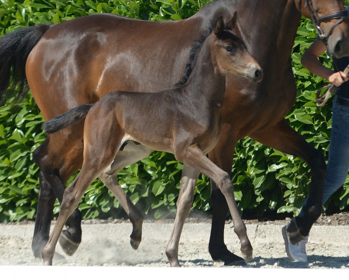 horse Hengst von Dinario (Westphalian, 2019, from Dinario 7)