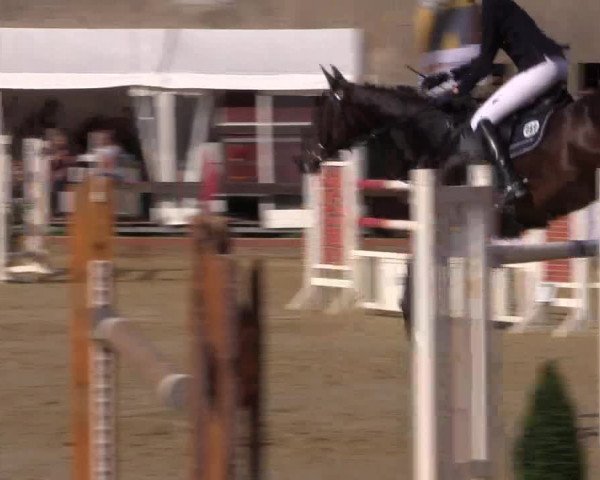 Reitturnier Buchenhof-Ibbenbüren 2016