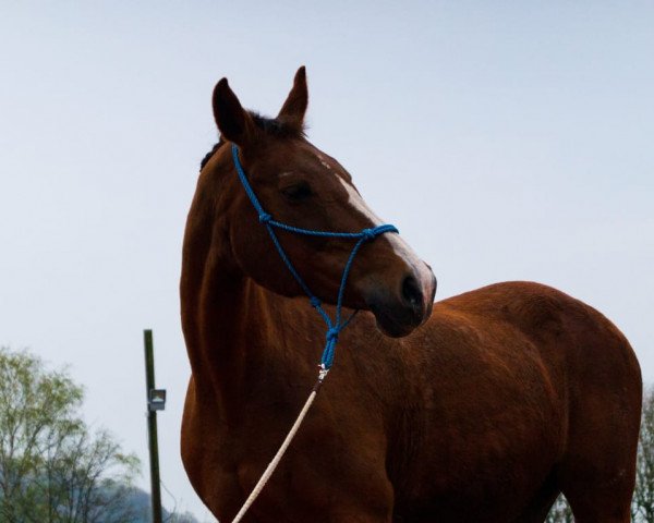 Zuchtstute Starlett (Zweibrücker, 1993, von Sandro Son)