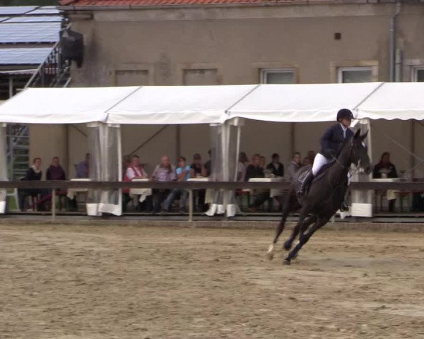 Reitturnier Buchenhof-Ibbenbüren 2016