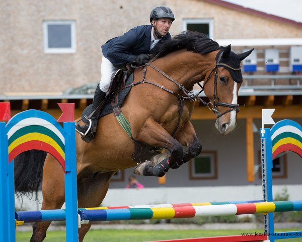 Springpferd Curtis Jackson (Holsteiner, 2012, von Cesano II)