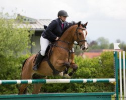 jumper Catanier (German Sport Horse, 2011, from Casdorff)