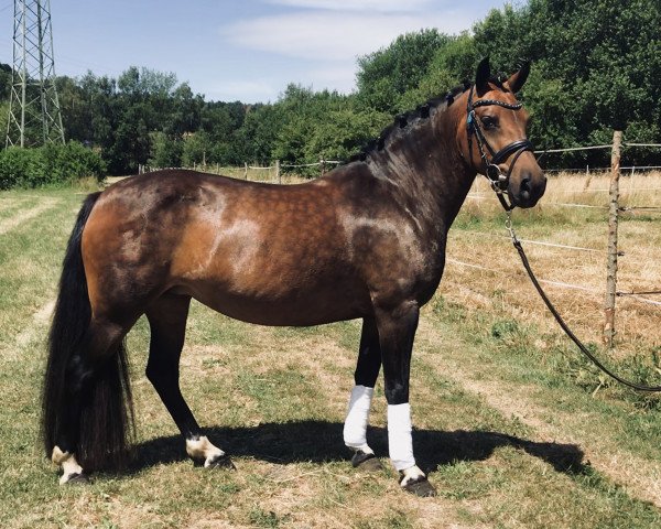 broodmare Casscaya de la Caprice (German Riding Pony, 2011) broodmare Casscaya de la Caprice (German Riding Pony, 2011)