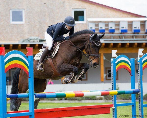 jumper Cult (German Sport Horse, 2009, from Contenaro)