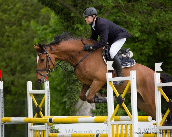 jumper Coolio 43 (German Sport Horse, 2013, from Colorit)