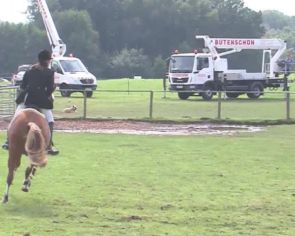 Reitturnier Großensee 2016