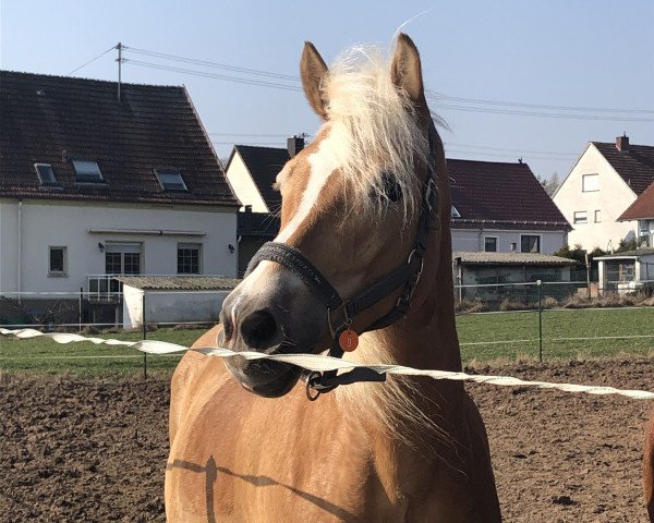 Pferd Ashley (Haflinger, 2008, von Anthony)