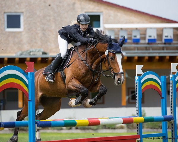 jumper Liam 15 (Württemberger, 2012, from Levisonn 208 FIN)