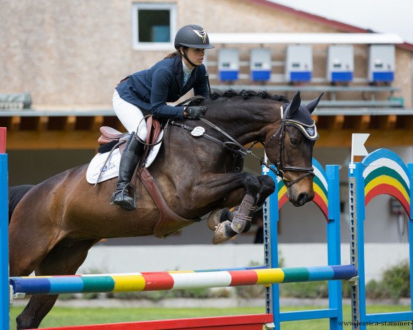 Zuchtstute Elfen Fee (KWPN (Niederländisches Warmblut), 2009, von Carambole)