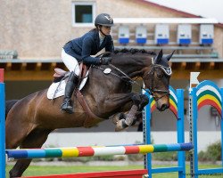 broodmare Elfen Fee (KWPN (Royal Dutch Sporthorse), 2009, from Carambole)