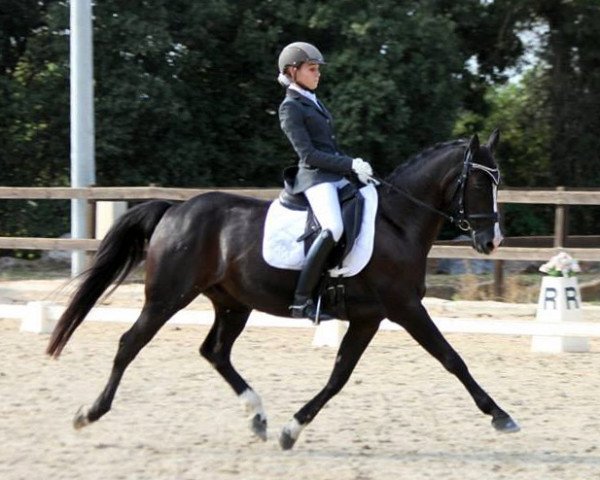 Dressurpferd Desparo (Deutsches Reitpony, 2001, von Diamond Dream) Dressurpferd Desparo (Deutsches Reitpony, 2001, von Diamond Dream)