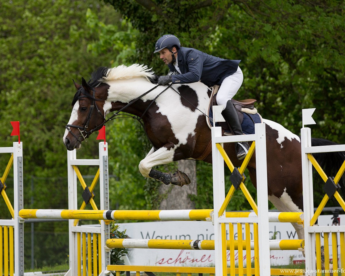 stallion Hahnenhofs Rox du Rouet (Württemberger, 2012, from Roxett)