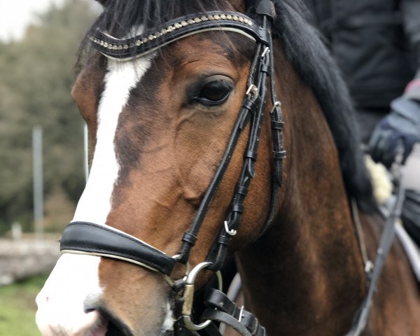 dressage horse Bolero 387 (Nederlands Welsh Ridepony, 2013, from Woldhoeve's Bart)