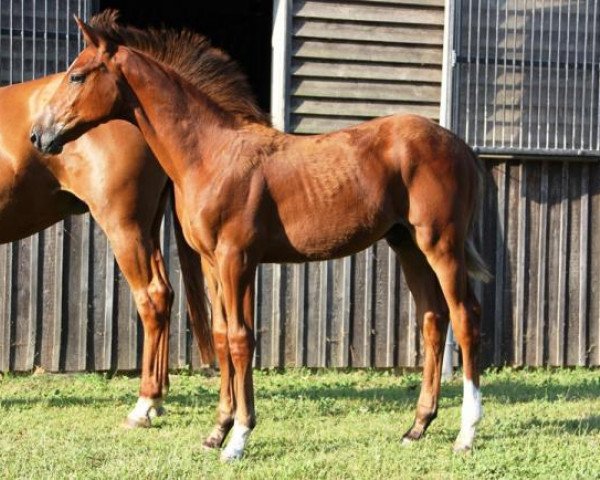 horse Iglesias de Hus (Selle Français, 2018, from Emerald van 't Ruytershof) horse Iglesias de Hus (Selle Français, 2018, from Emerald van 't Ruytershof)