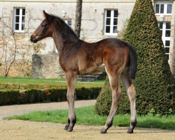horse Heroine de Hus (Selle Français, 2017, from Vivaldi du Seigneur)
