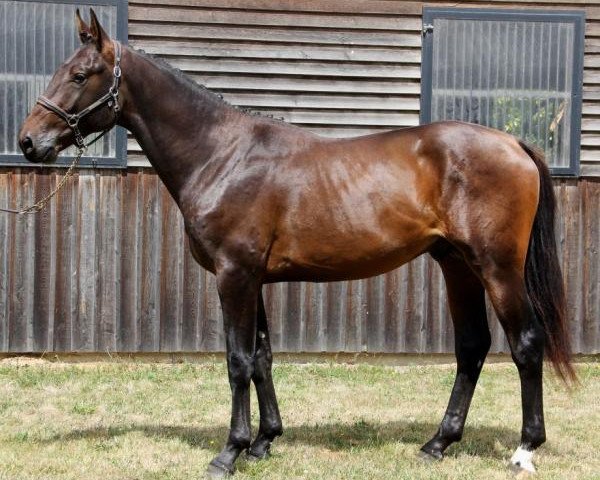 horse Flashback de Hus (Selle Français, 2012, from Kannan)