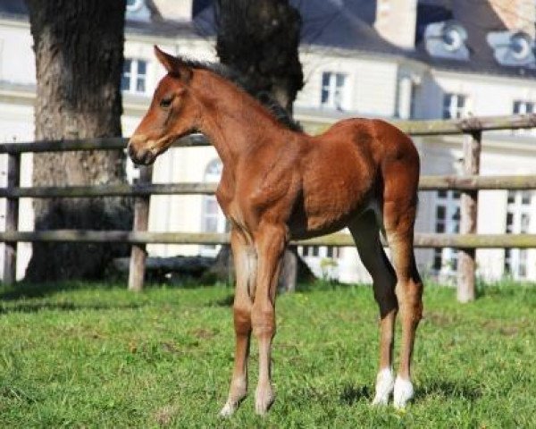 Pferd Evora de Hus (Selle Français, 2014, von Eldorado de Hus)