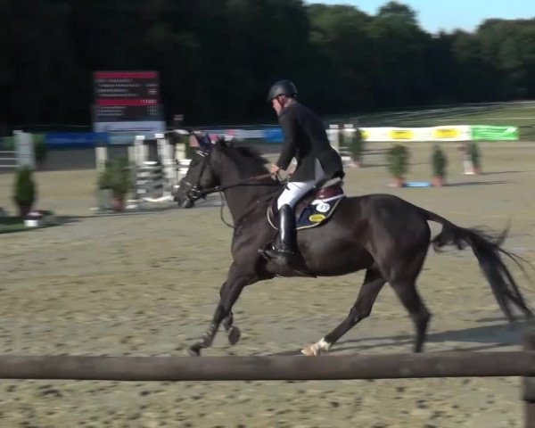Reitturnier Bergisch Gladbach-Paffrath 2016