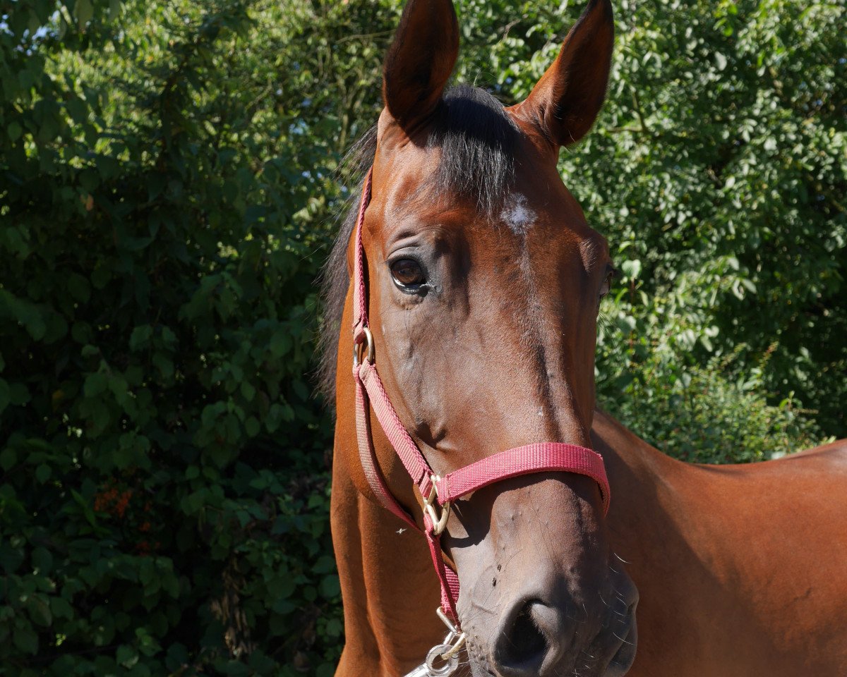 horse Quint 10 (German Sport Horse, 2007, from Qvenetie)