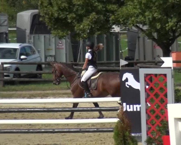 Reitturnier Bergisch Gladbach-Paffrath 2016