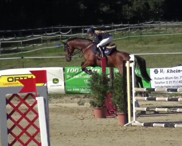 Reitturnier Bergisch Gladbach-Paffrath 2016