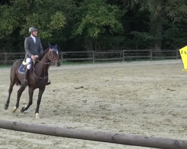 Reitturnier Bergisch Gladbach-Paffrath 2016