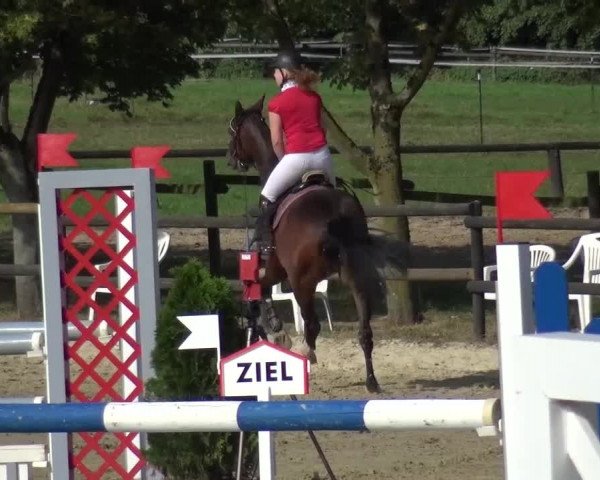Reitturnier Bergisch Gladbach-Paffrath 2016