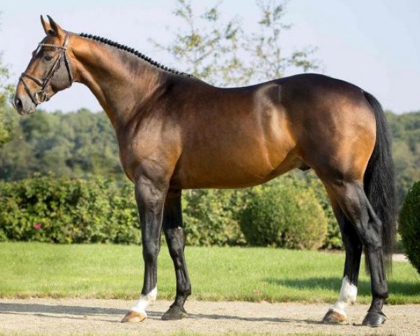 stallion Celtik de Kreisker (Selle Français, 2012, from L'Arc de Triomphe)