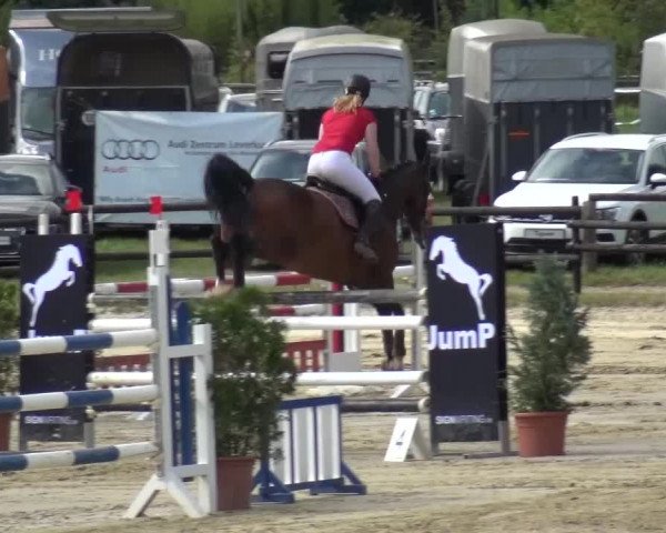 Reitturnier Bergisch Gladbach-Paffrath 2016