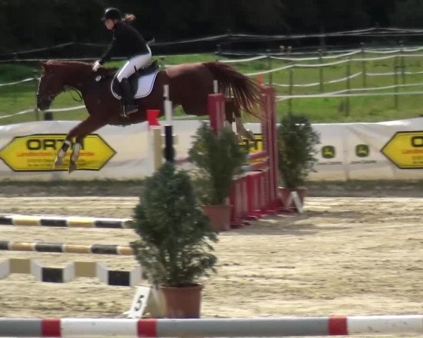 Reitturnier Bergisch Gladbach-Paffrath 2016