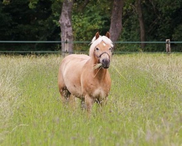 Pferd Hercules (Haflinger, 2007, von World Cup (0,78% ox))