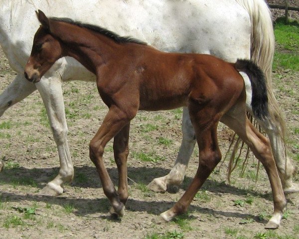 Dressurpferd C'est Charmant (Württemberger, 2010, von Indoctro II)
