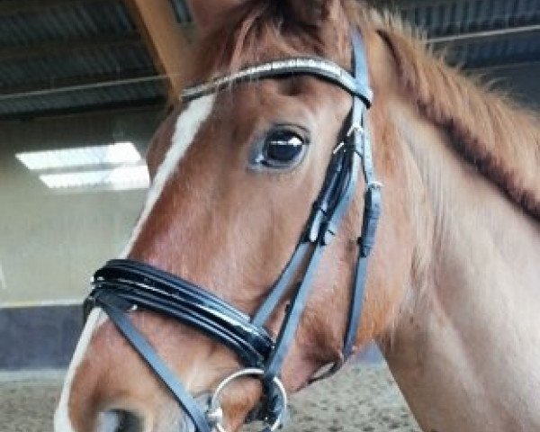 dressage horse Sissibell (German Warmblood, 2003, from Samico F)