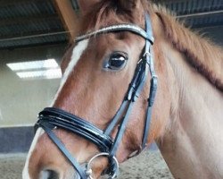 dressage horse Sissibell (German Warmblood, 2003, from Samico F)