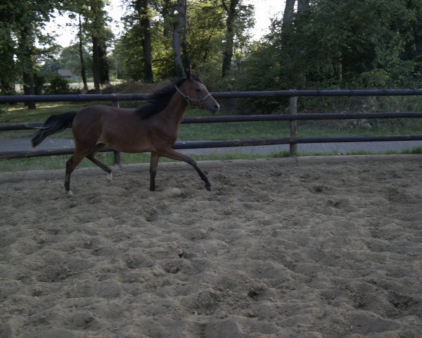 horse Dream-Day E (German Riding Pony, 2018, from D-Power AT)