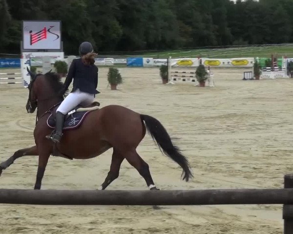 Reitturnier Bergisch Gladbach-Paffrath 2016