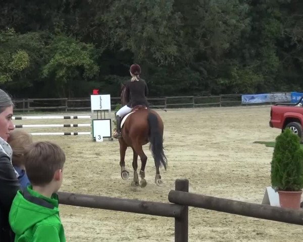 Reitturnier Bergisch Gladbach-Paffrath 2016