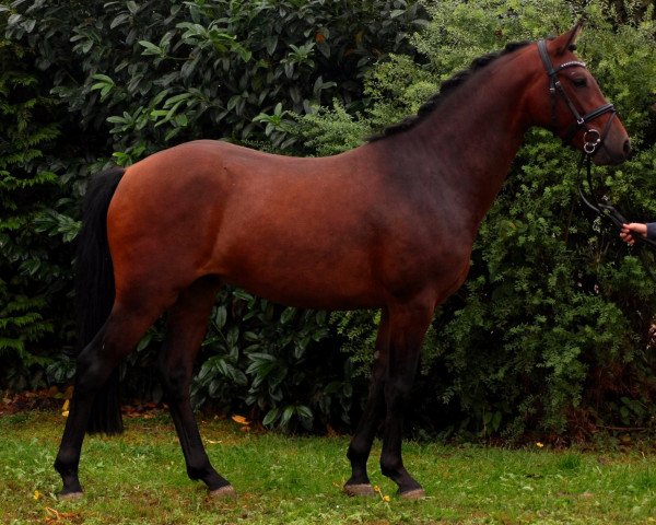 dressage horse Hankiboy (German Riding Pony, 2013, from Halifax)