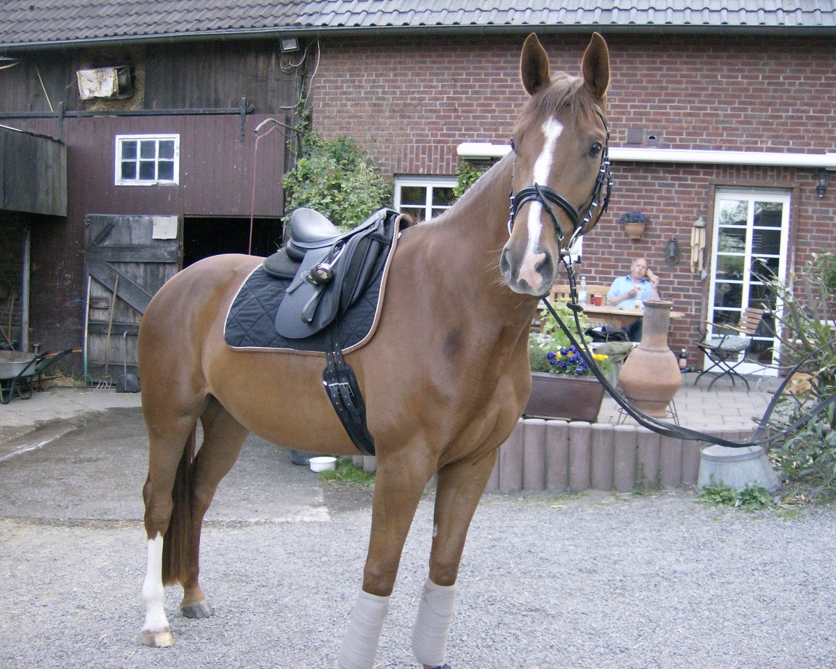 Dressurpferd Bella Martha 2 (Westfale, 2011, von Belissimo NRW)