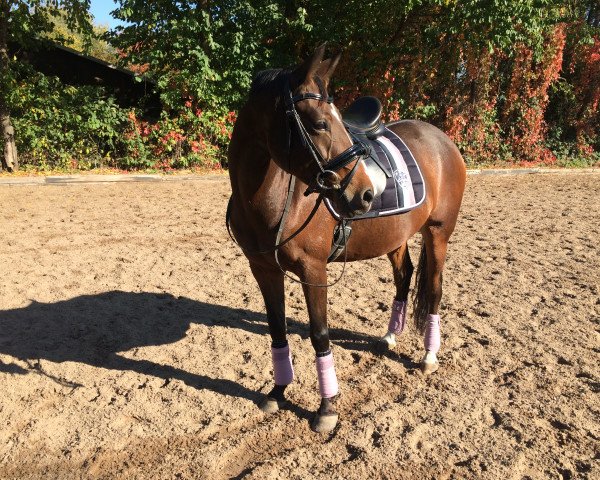 broodmare Hadley (German Riding Pony, 2011, from Hemingway B)