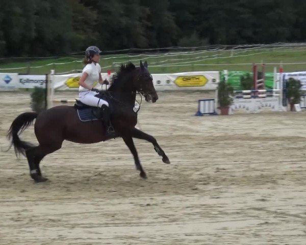 Reitturnier Bergisch Gladbach-Paffrath 2016