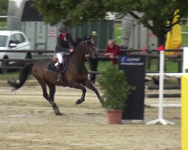 Reitturnier Bergisch Gladbach-Paffrath 2016